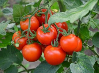 Jak i kiedy zbierać pomidory polne oraz o ich pielęgnacji