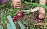 Uprawa czerwonej cebuli w ogrodzie - poradnik dla hodowców porów