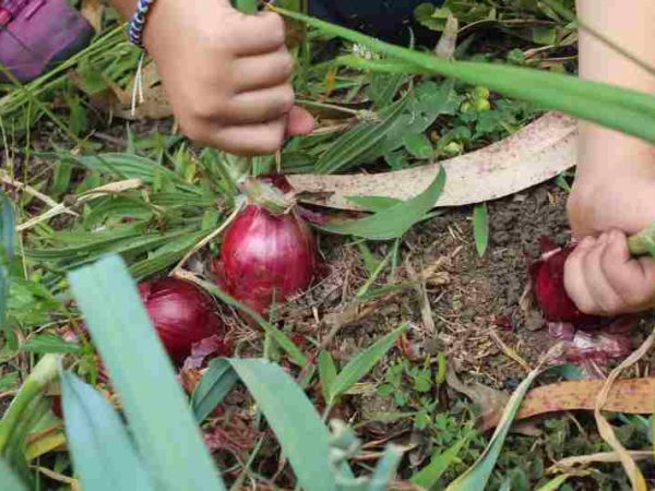 Uprawa czerwonej cebuli w ogrodzie - poradnik dla hodowców porów